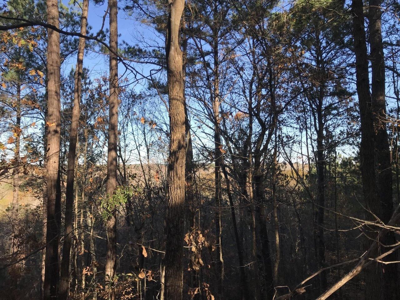 67.01 Acres, Genoa, AR 71837 Land and Farm