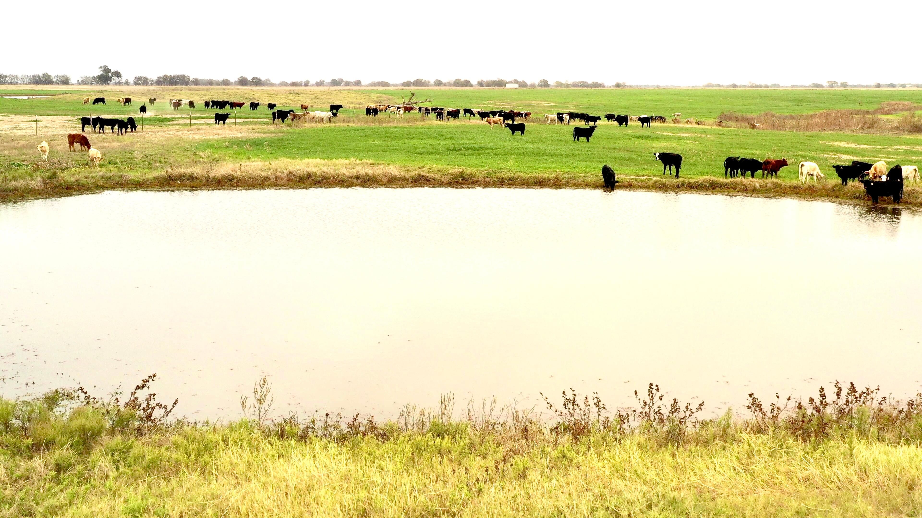 345 Acres, Hwy 7, Marlin, TX 76661 Land and Farm