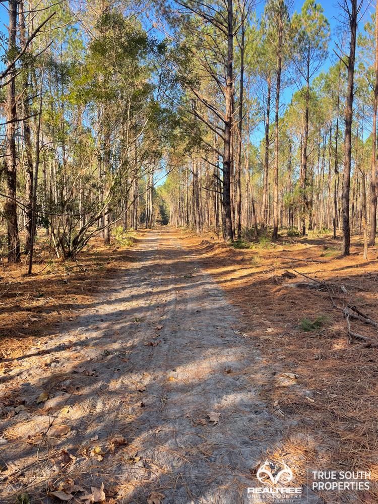Cat Branch Road, Early Branch, SC 29916 Land and Farm
