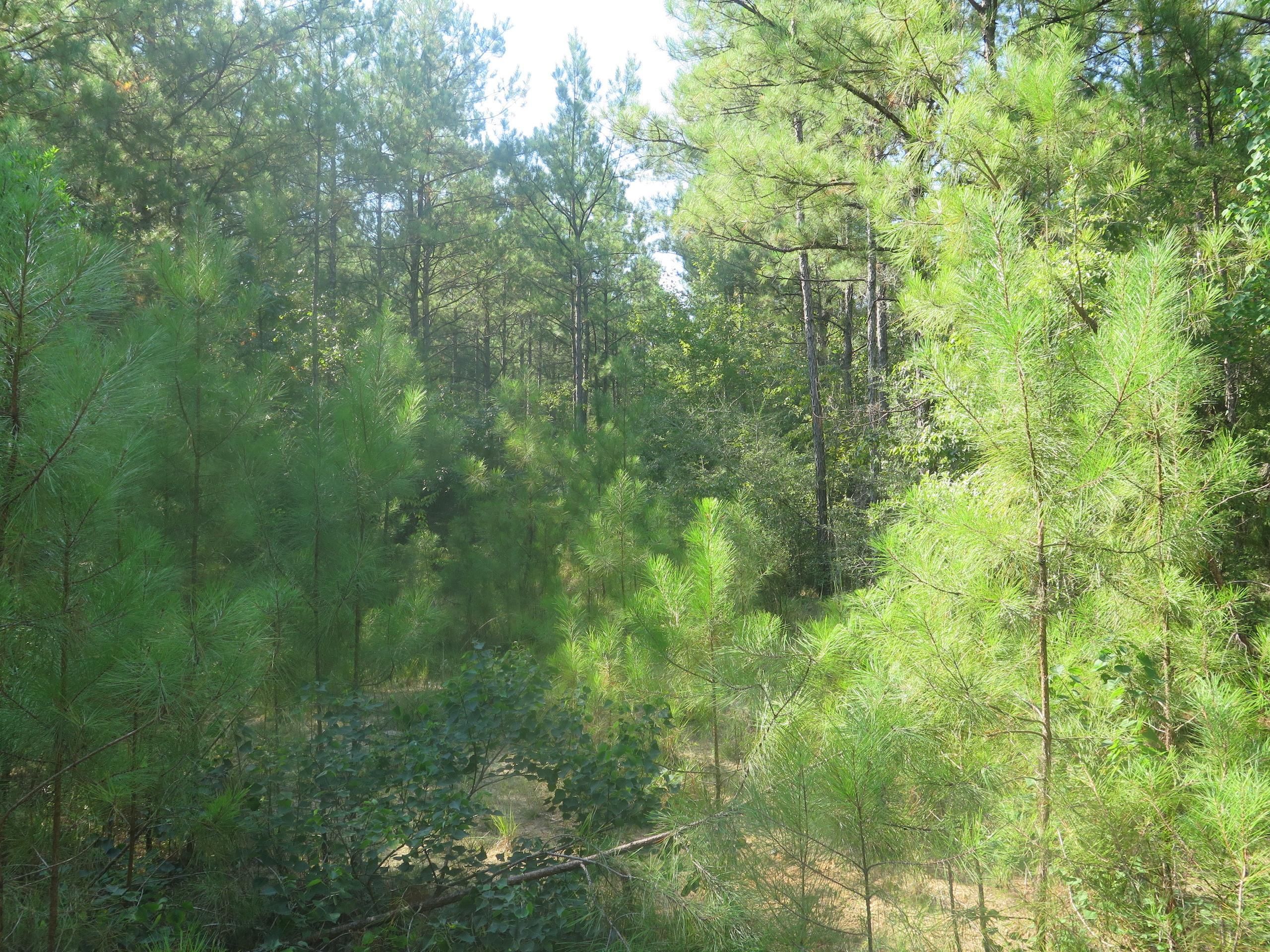 Chicora Greene County Road, LotWP01, Buckatunna, MS 39322 Land and Farm