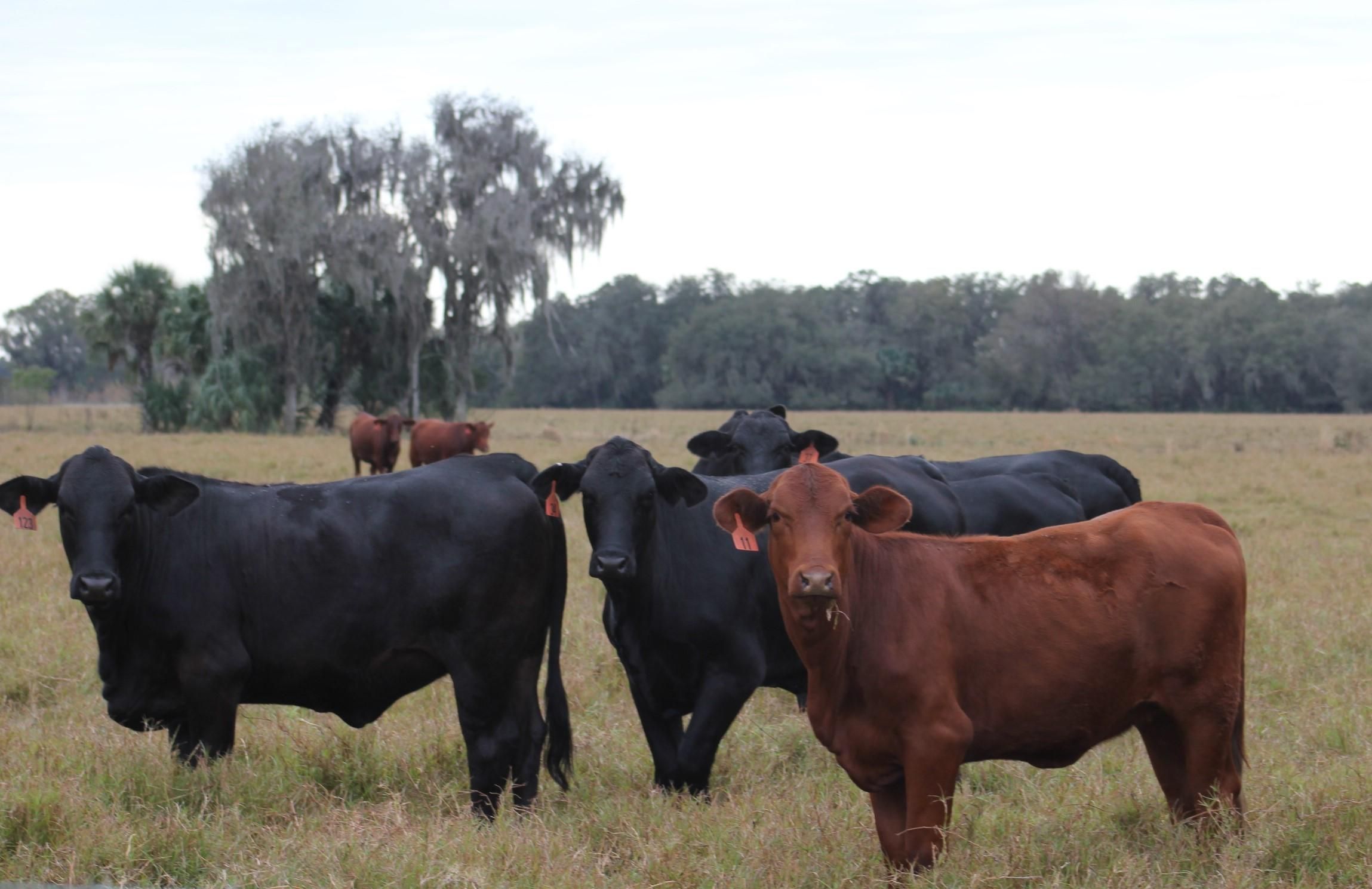 255 Acres, Sasser Road, Zolfo Springs, FL 33890 Land and Farm