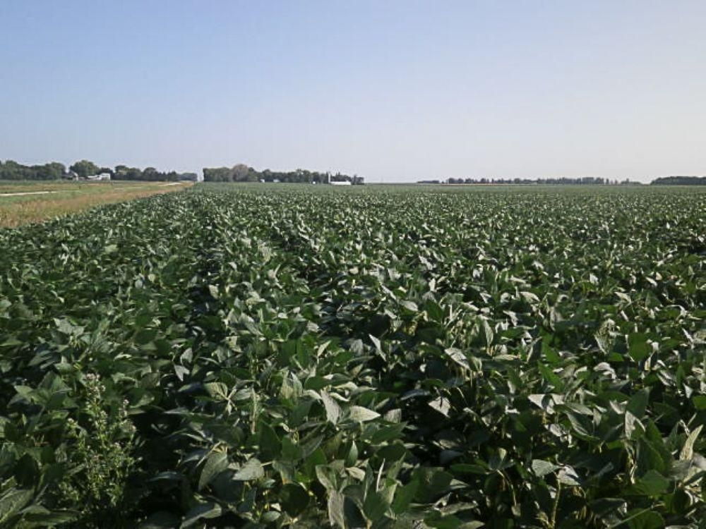 368.31 acres in Brookings, SD, Land and Farm