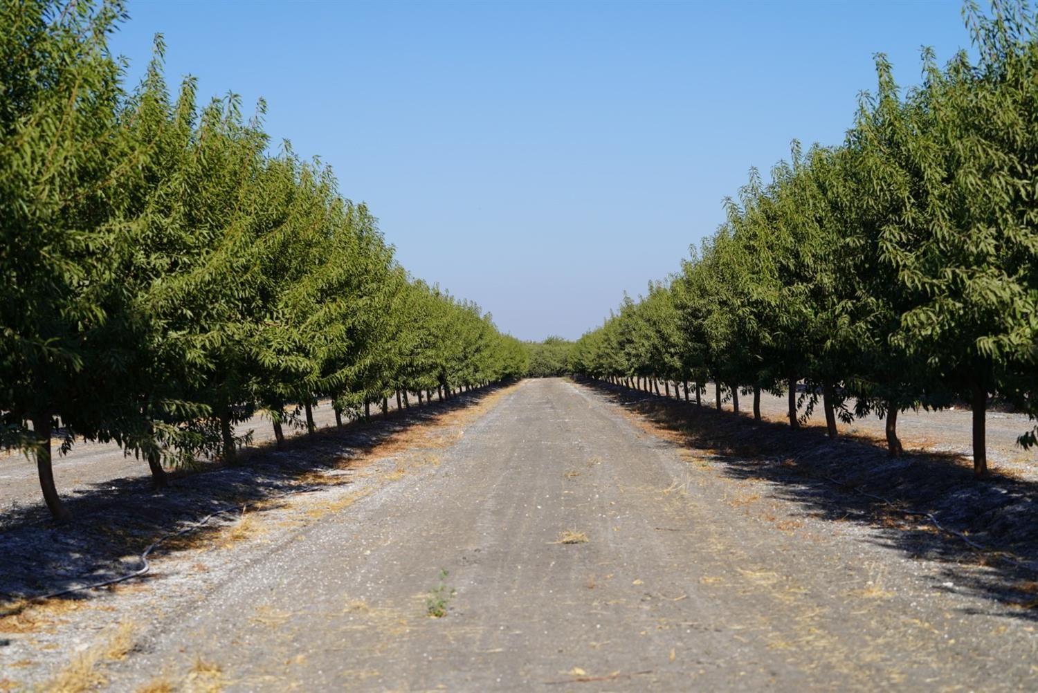 5520 N Helm Canal Road, Firebaugh, CA 93622 MLS 567224 Land and Farm