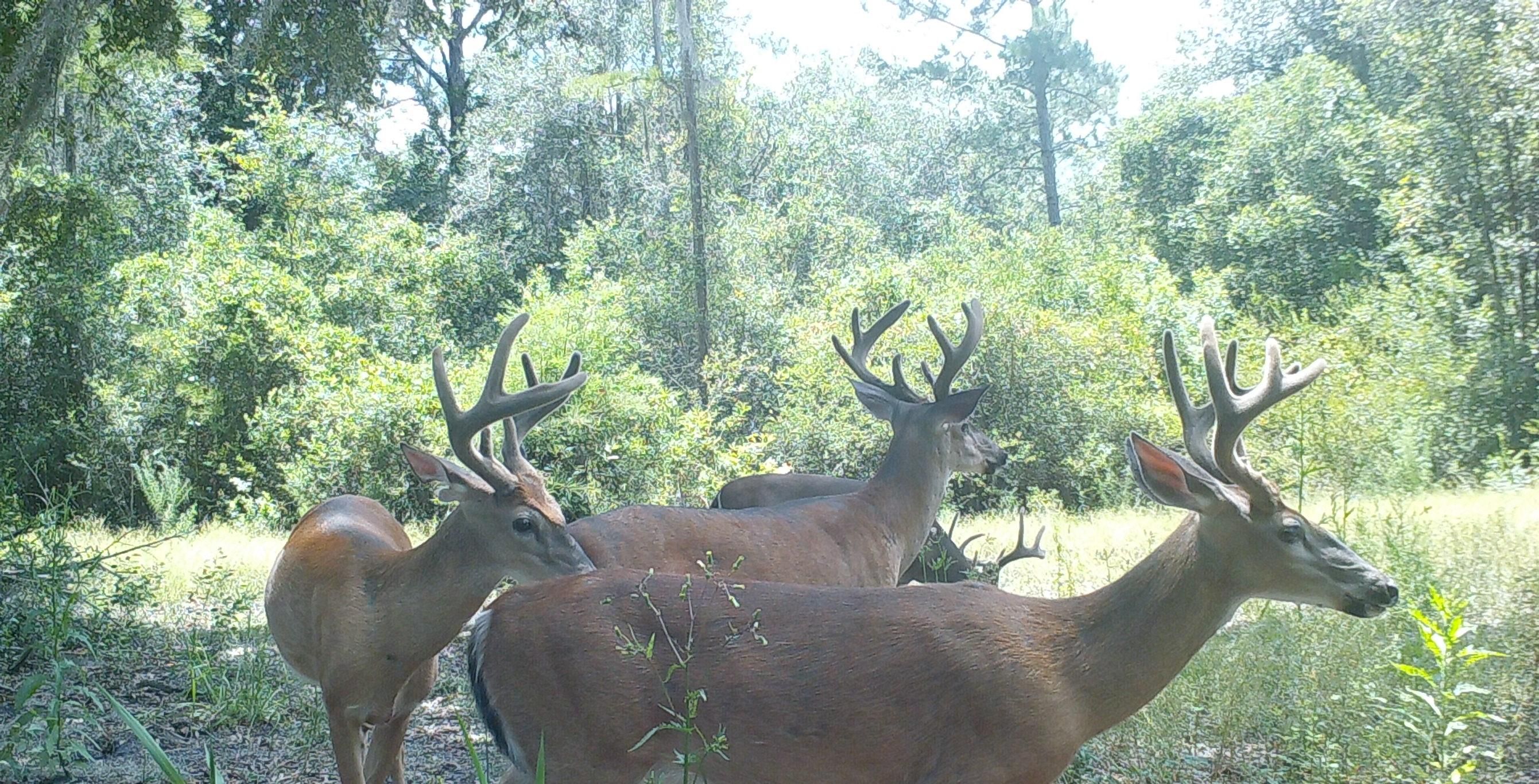SW Pine Lake Rd, Lee, FL 32059 MLS 100 acres Pine Lake Land and Farm