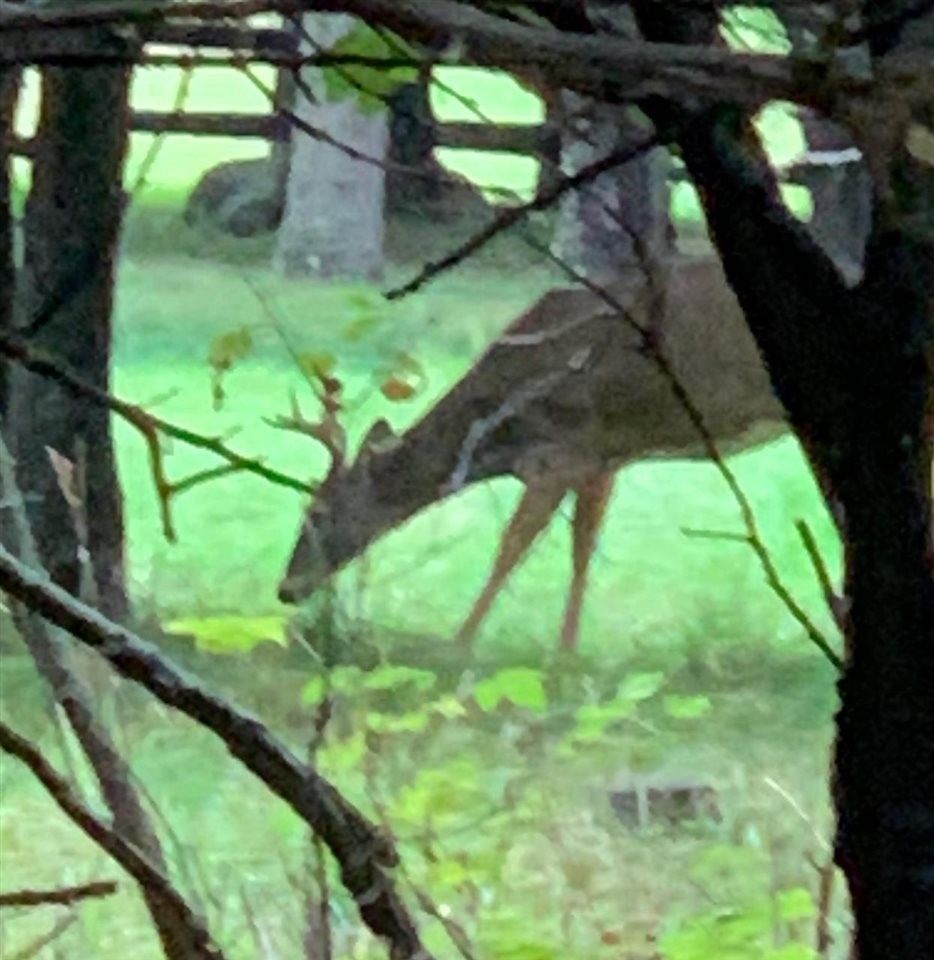 120 Acres, Kings, Beaver Island, MI 49782 Land and Farm