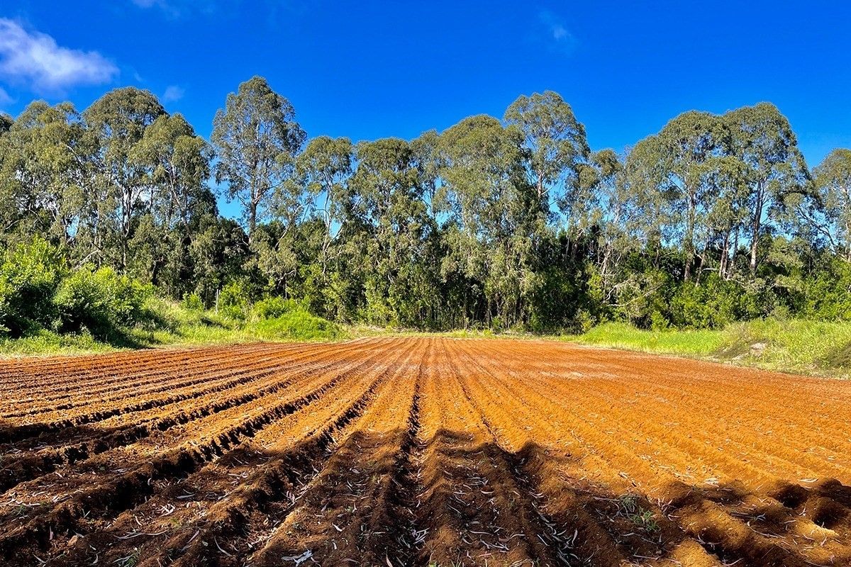 25.67 Acres, 28583 KAUPAKUEA HOMESTEAD RD, Pepeekeo, HI 96783 Land