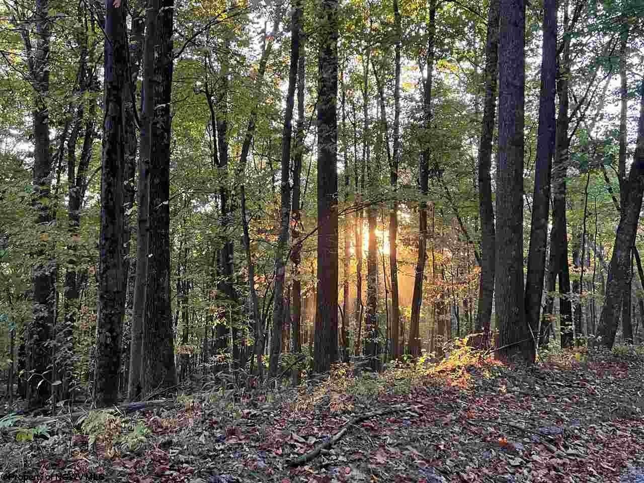 19.5 Acres, Laney Delauder Road, Montrose, WV 26283 Land and Farm