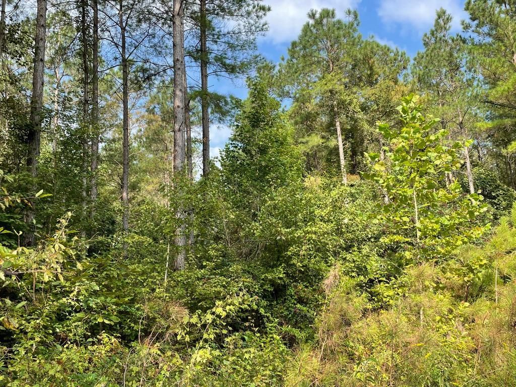 45 Acres, Davis Road, LotWP01, Pheba, MS 39755 Land and Farm