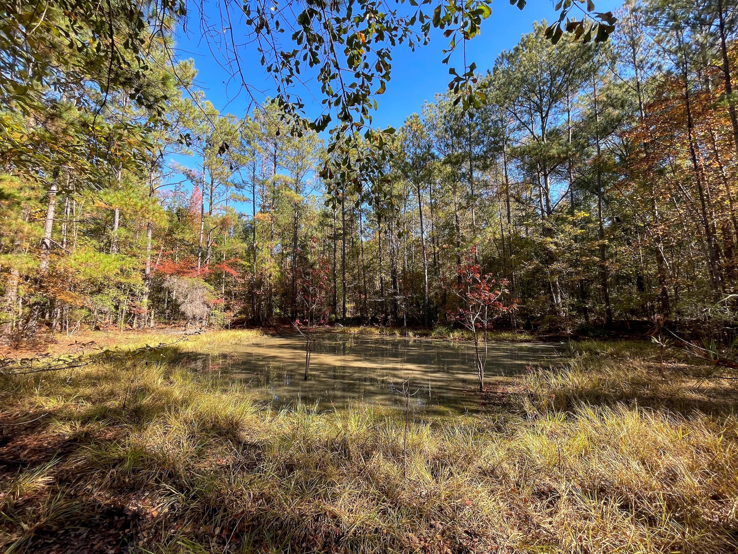 5379 Highway 431, Pittsview, AL 36871 Land and Farm