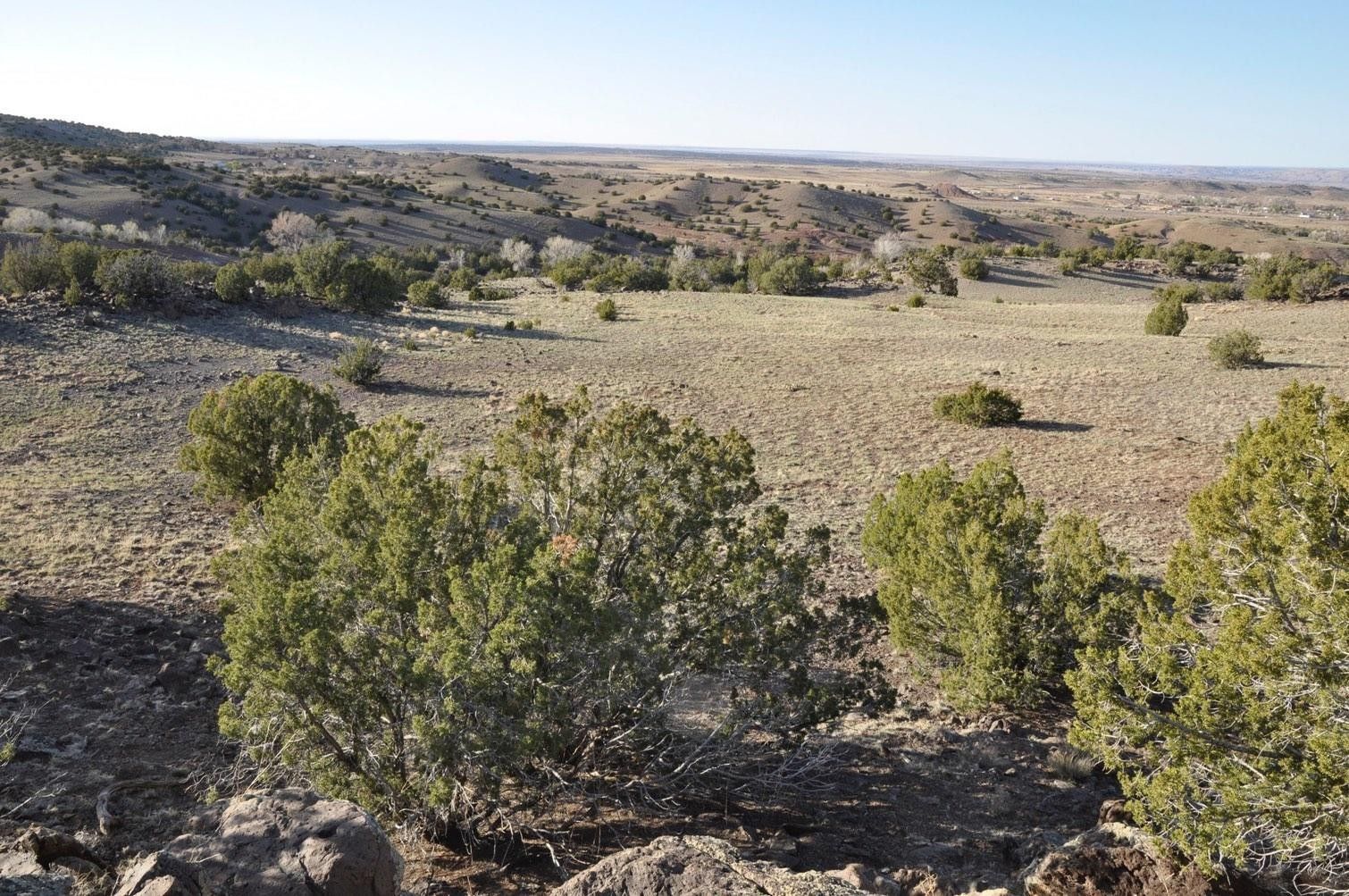 88 Acres, 22 Concho Creek Dr, Concho Valley, AZ 85924 Land and Farm