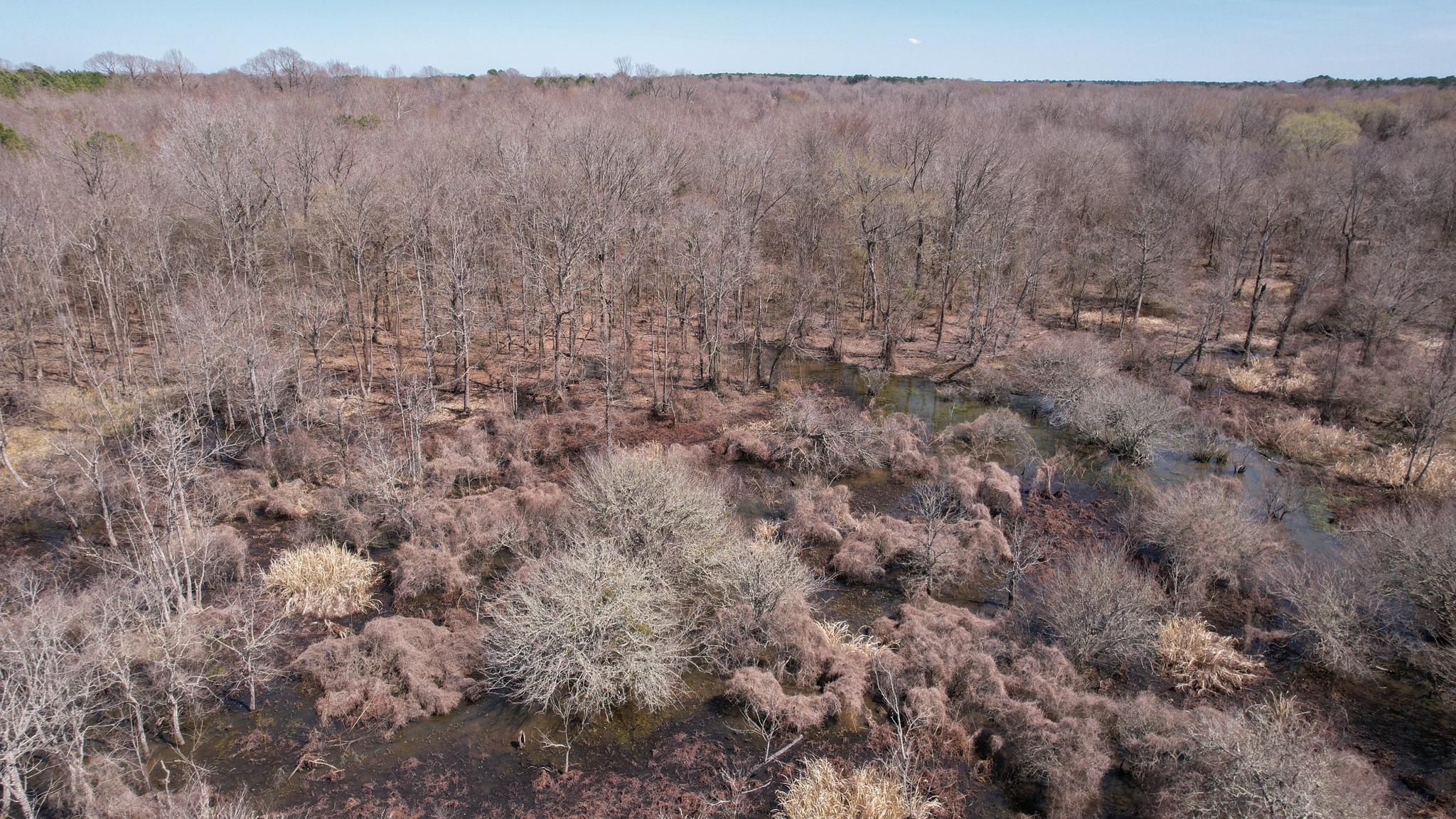 54 acres in De Kalb, TX, 75559 MLS This duck and deer hunting