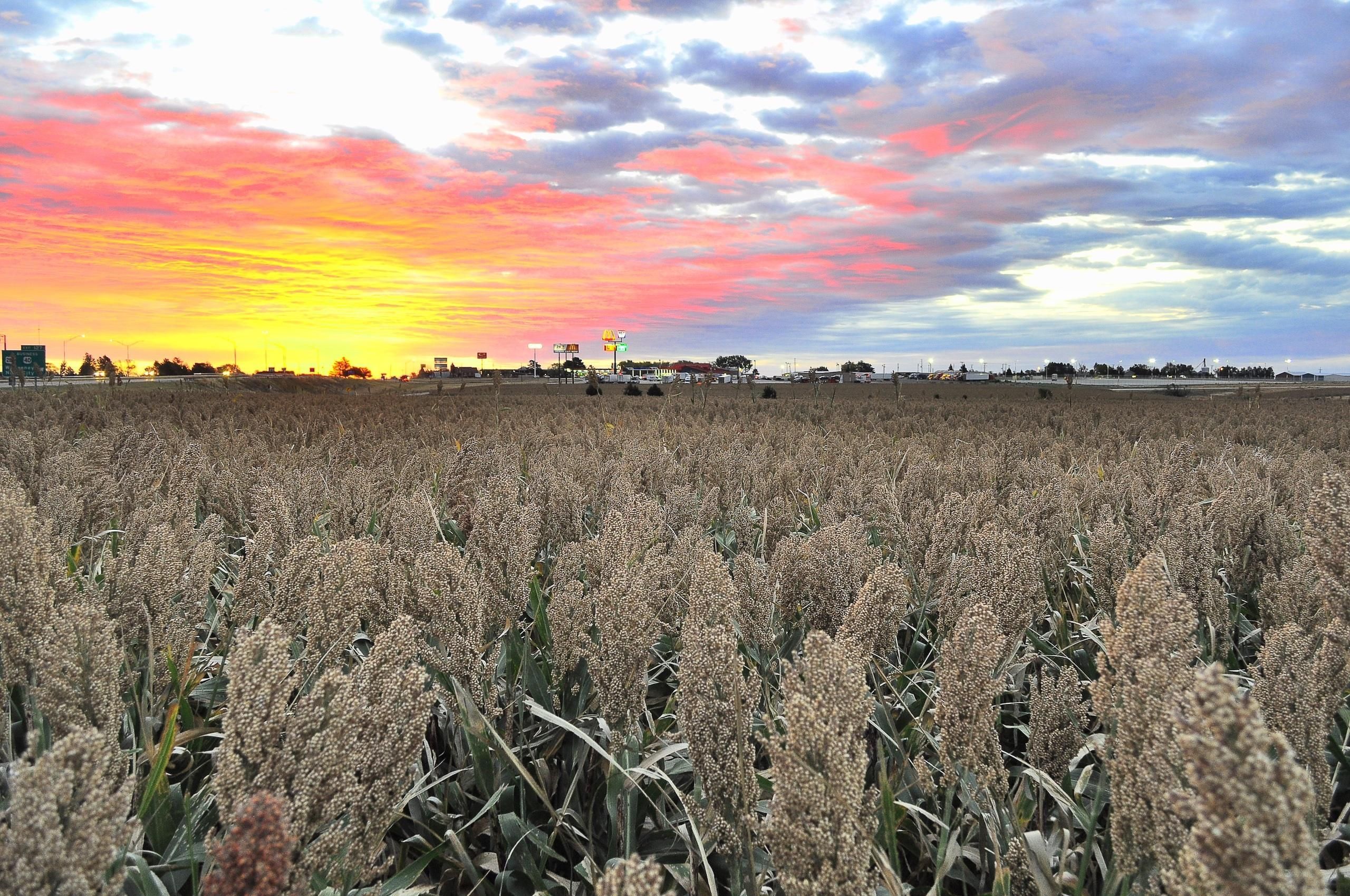 263.8 Acres, HWY 283 and I Road, Lot WP010, Wakeeney, KS 67672 Land