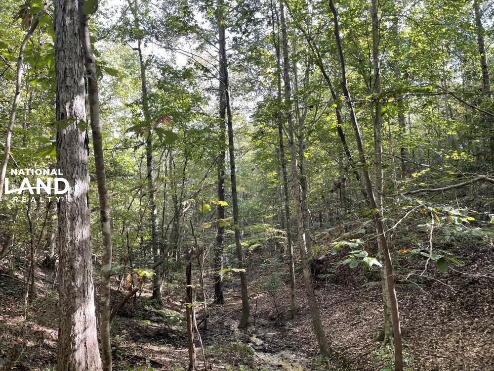 80 Acres, 0 West Bend Road, Coffeeville, AL 36524 Land and Farm