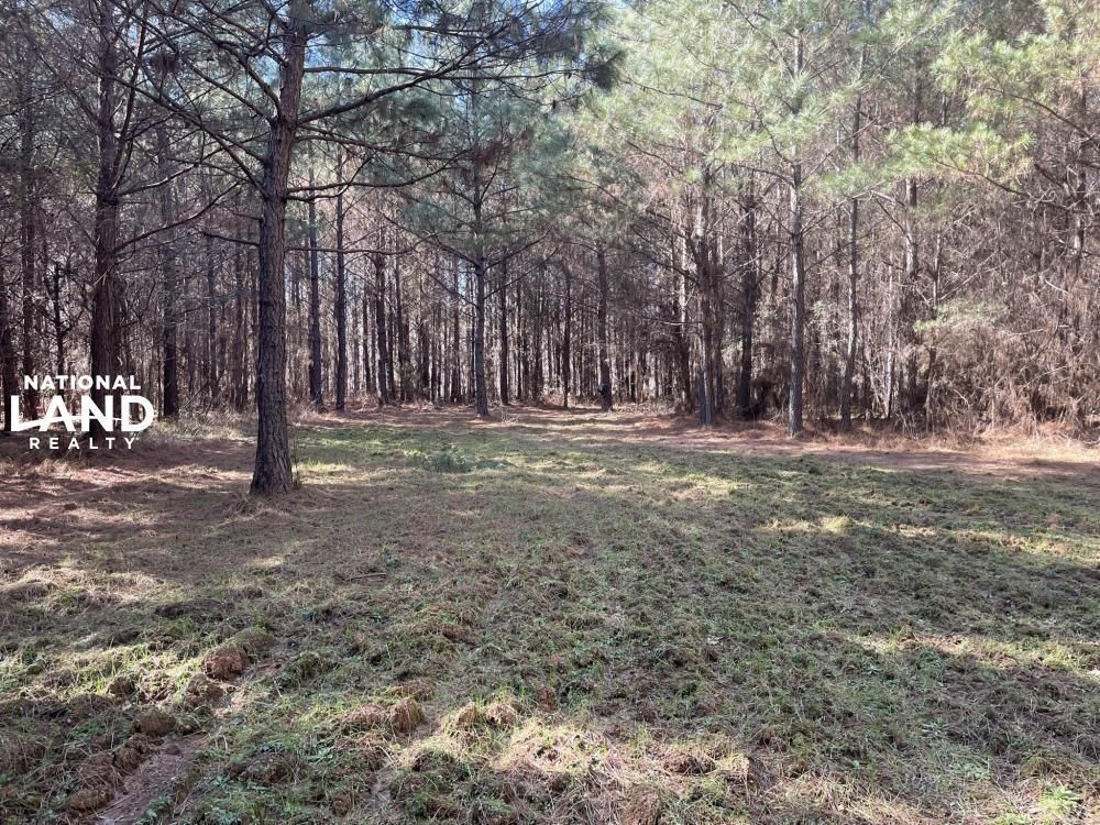 160 Acres, 0 Carl Hyche Road, Brookwood, AL 35006 Land and Farm