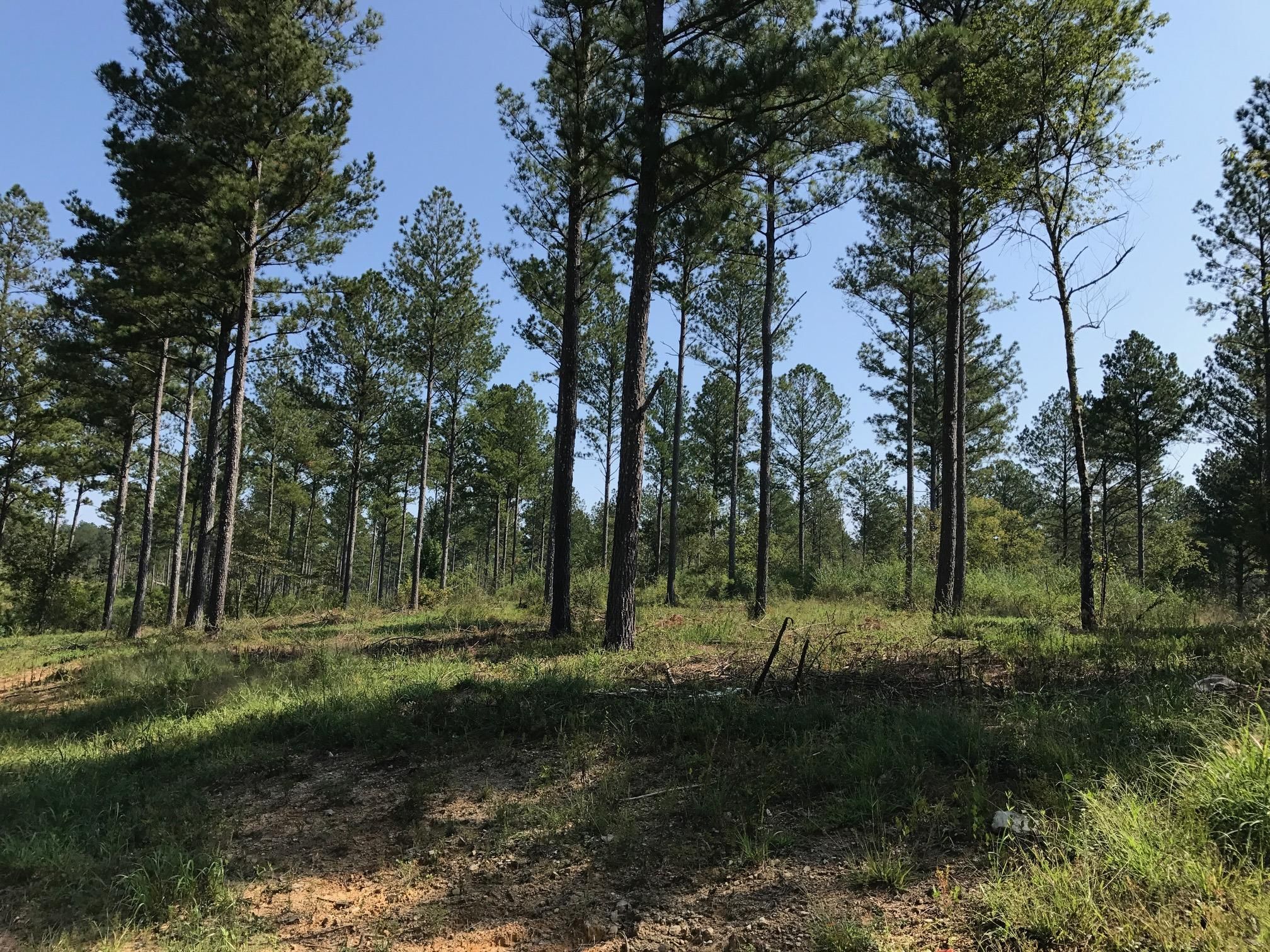 203 Acres, Chulio Road, Rome, GA 30161 Land and Farm