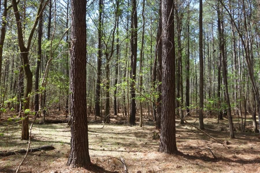 Sease Road, Ridgeway, SC 29130 MLS 37 Acre Shagbark Tract Land and Farm