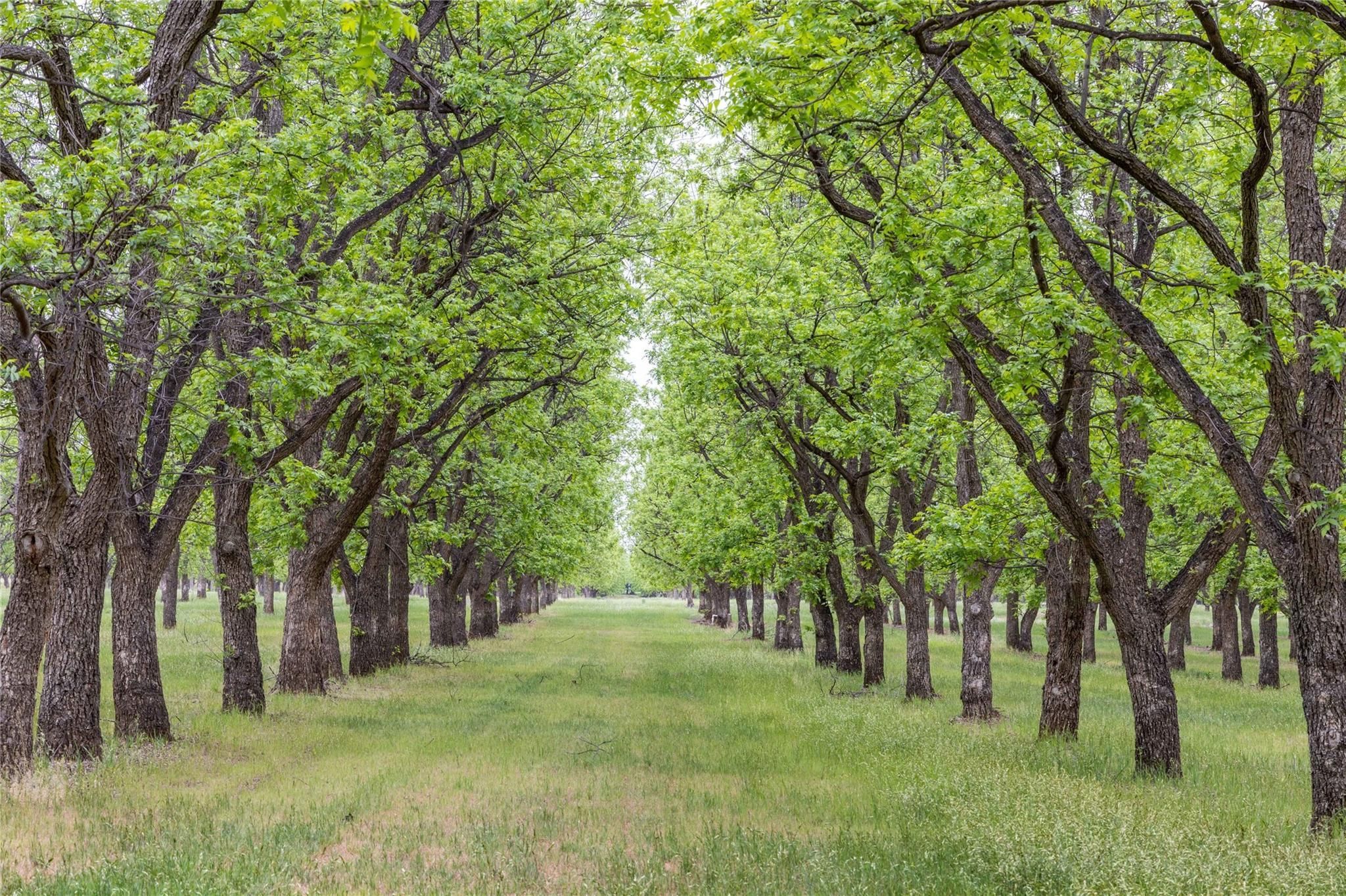 75.22 Acres, FM 1496, De Leon, TX 76444 Land and Farm