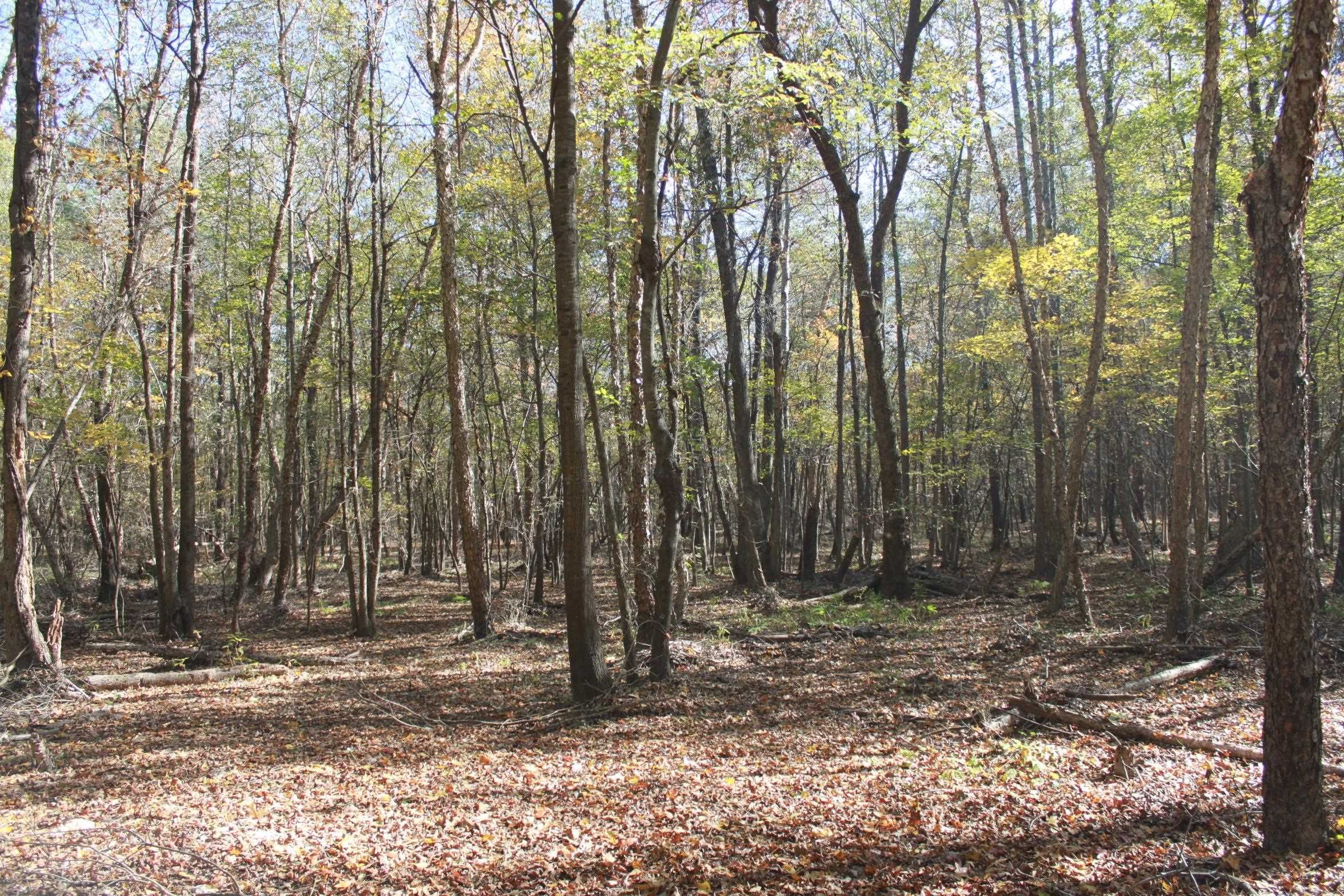 TBD FM 1968, Harleton, TX 75651 MLS 20216497 Land and Farm