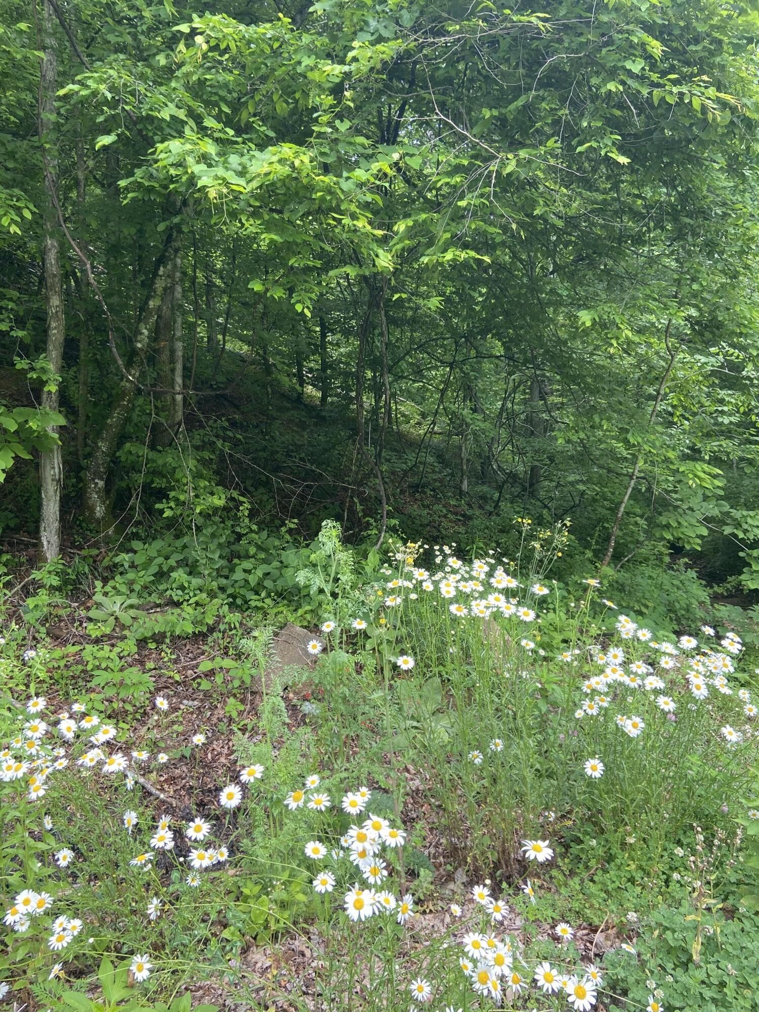 3737 Crane Creek Road, Manchester, KY 40962 MLS 20108518 Land and Farm