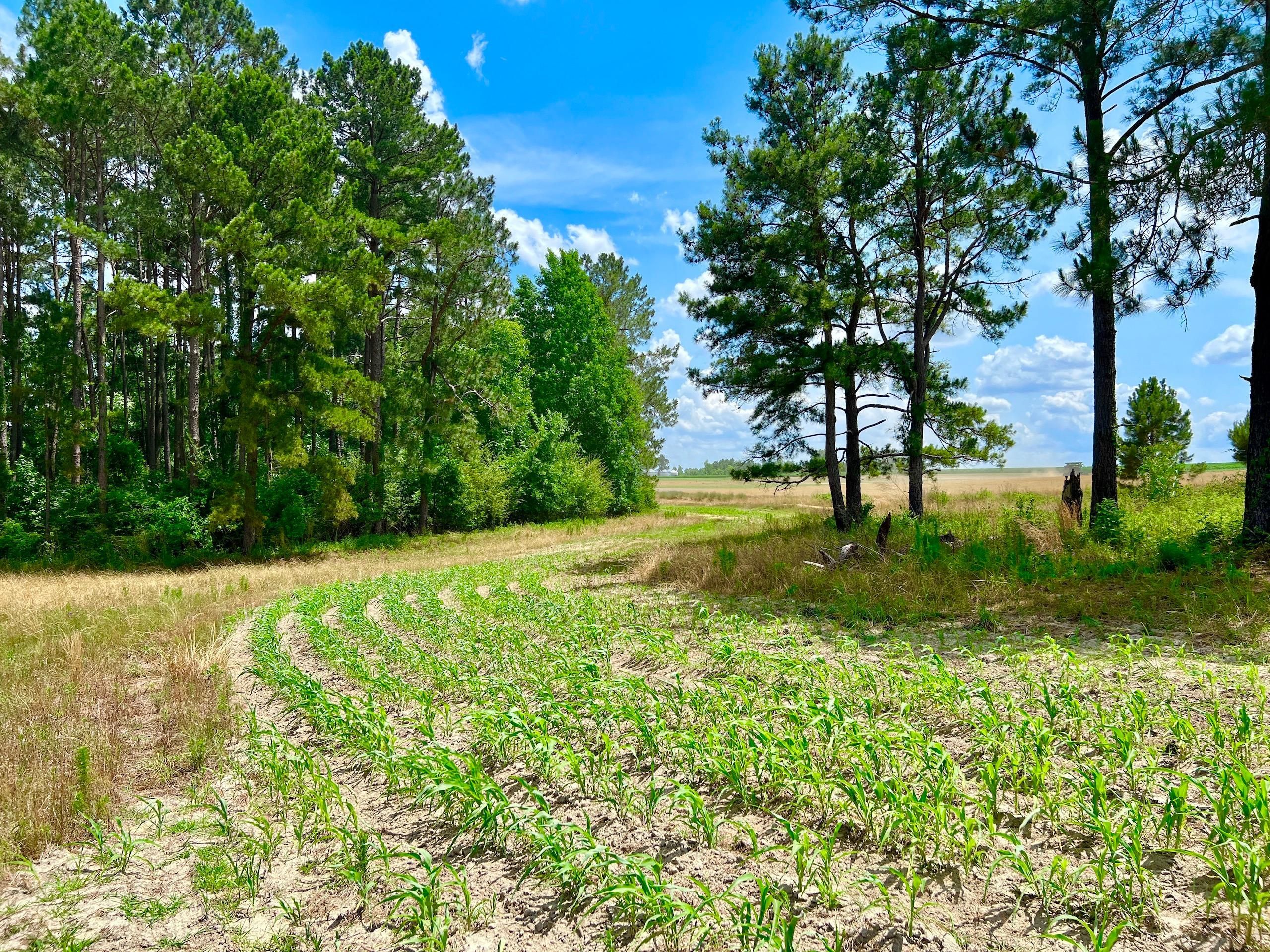 42 Acres, Underwood Road, LotWP001, Lyons, GA 30436 Land and Farm