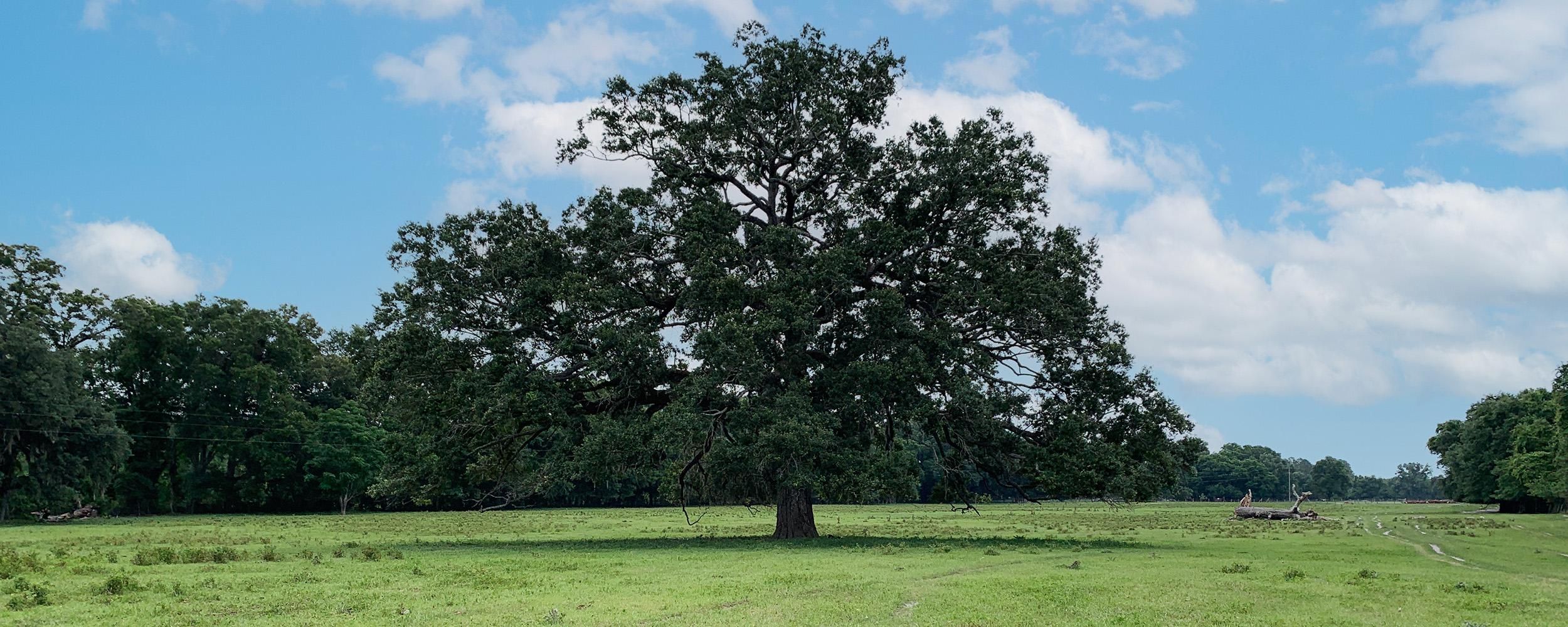 21 Acres, Chiefland Florida, Chiefland, FL 32626 Land and Farm