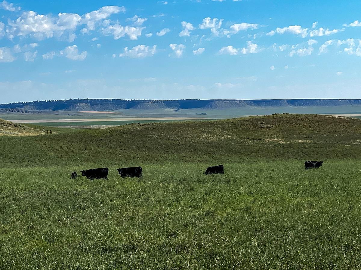 Molt Rapelje Road, Rapelje, MT 59067 Land and Farm