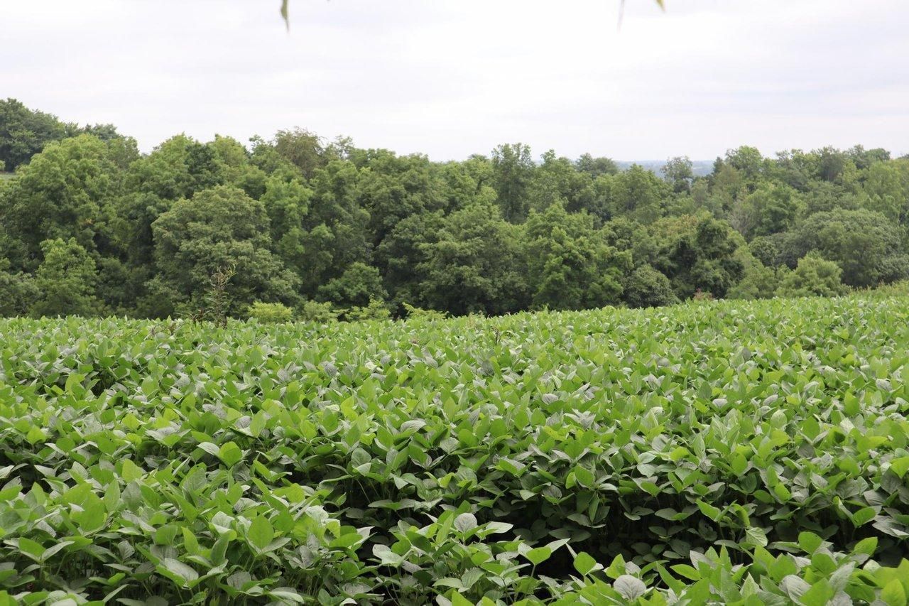 Bethel Road, Moorefield, KY 40350 Land and Farm