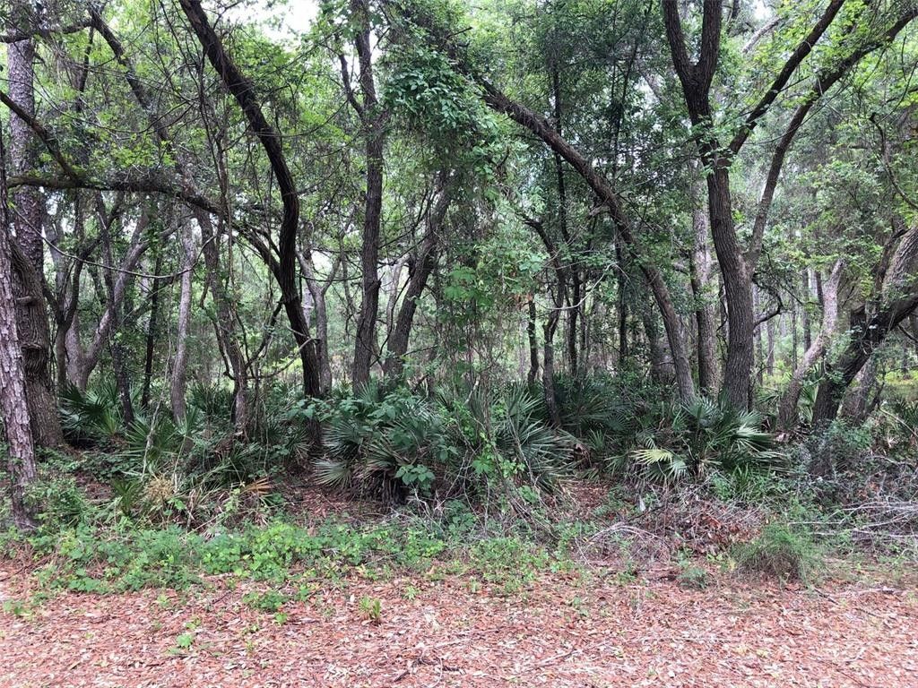 1.18 Acres, NUTMEG DRIVE, ster, FL 33597 Land and Farm