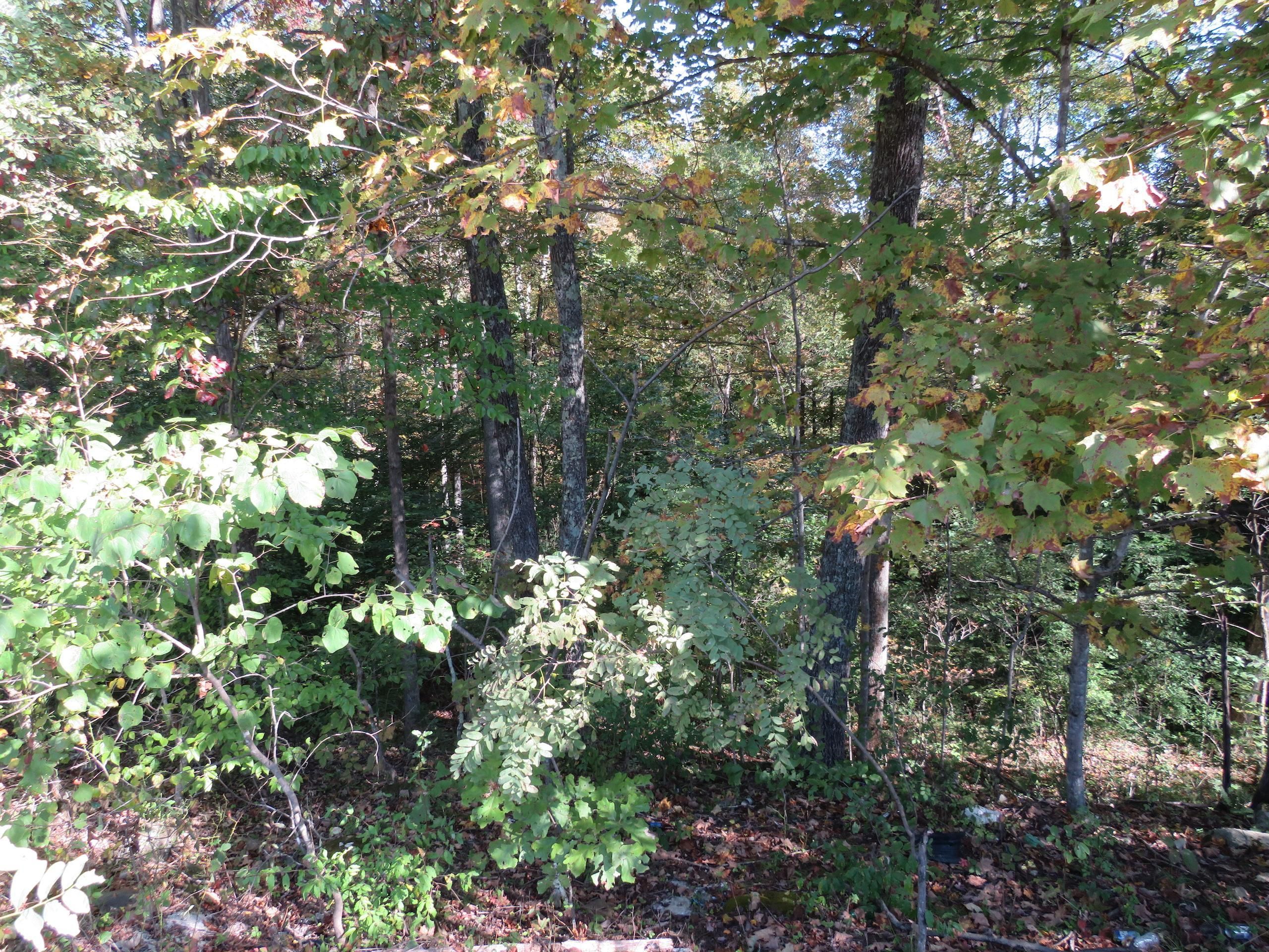 Little Blue Creek Road, Lot WP002, Clendenin, WV 25045 Land and Farm