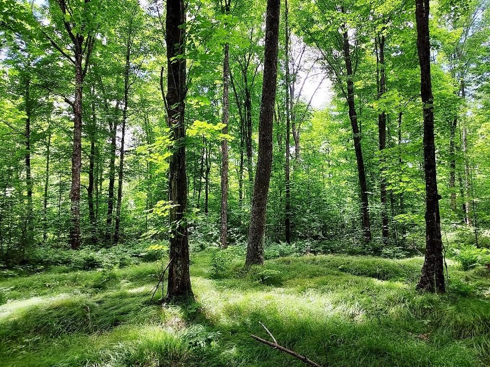 11 Acres, 2nd Avenue, Gleason, WI 54435 Land and Farm