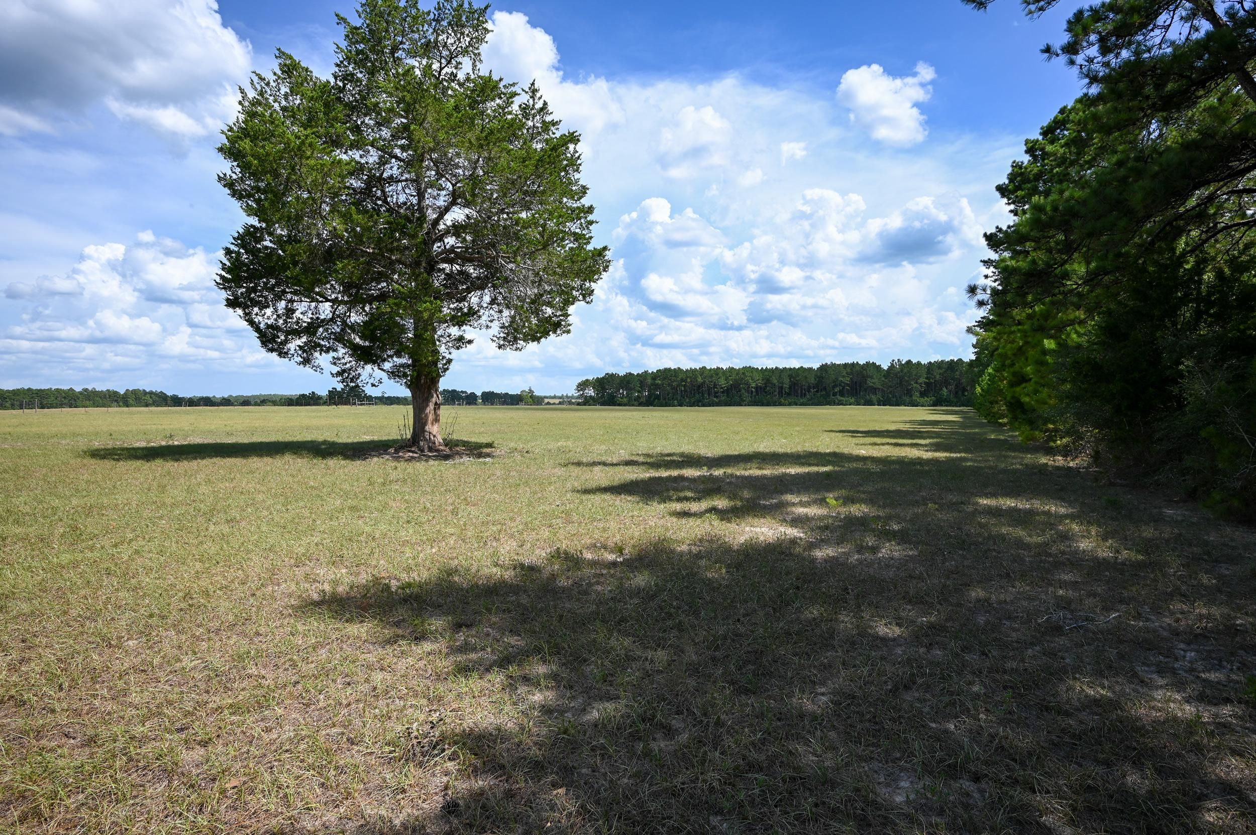 17 Acres, County Road 4280, Woodville, TX 75979 Land and Farm