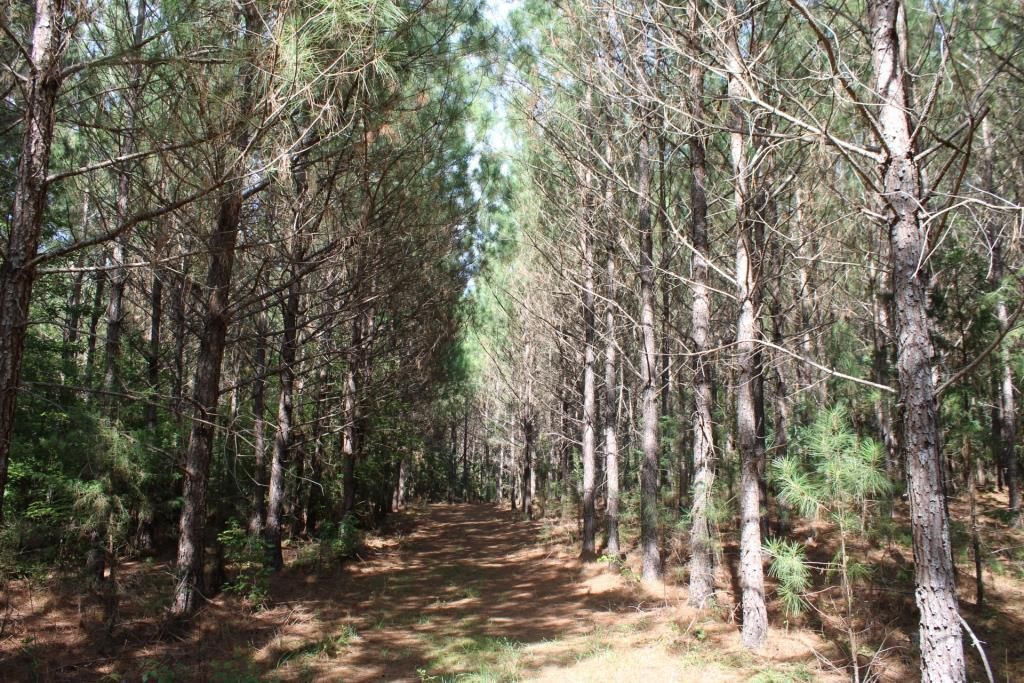 148 Acres, Shiloh Road, Saluda, SC 29138 Land and Farm