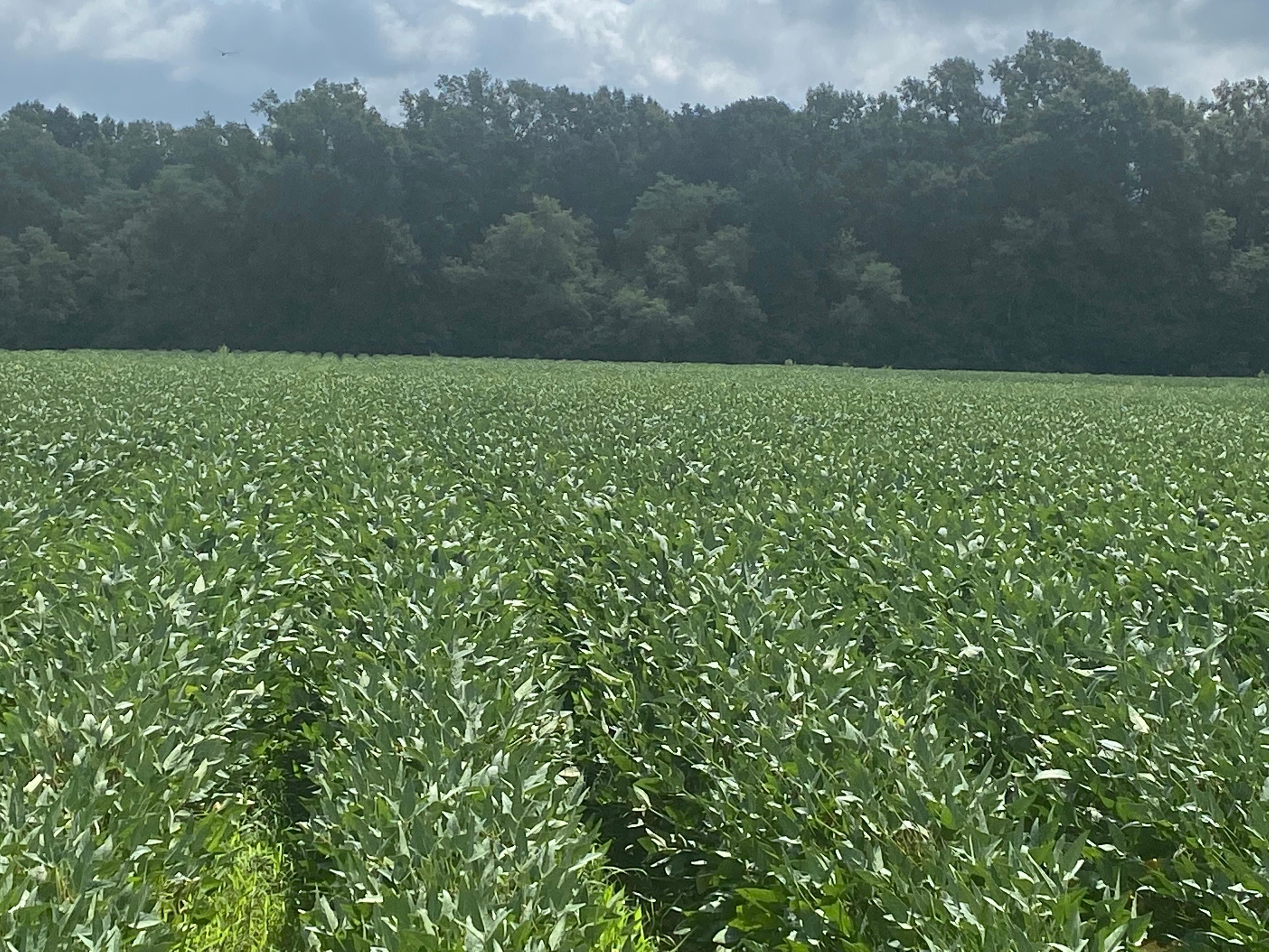 80 Acres, Baskin, LA 71219 Land and Farm