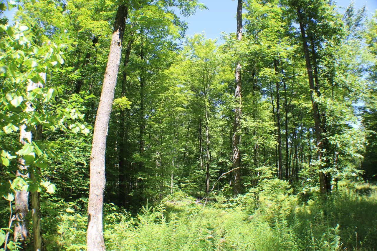 4.95 Acres, Off WILD RIVER RD, Glidden, WI 54527 Land and Farm