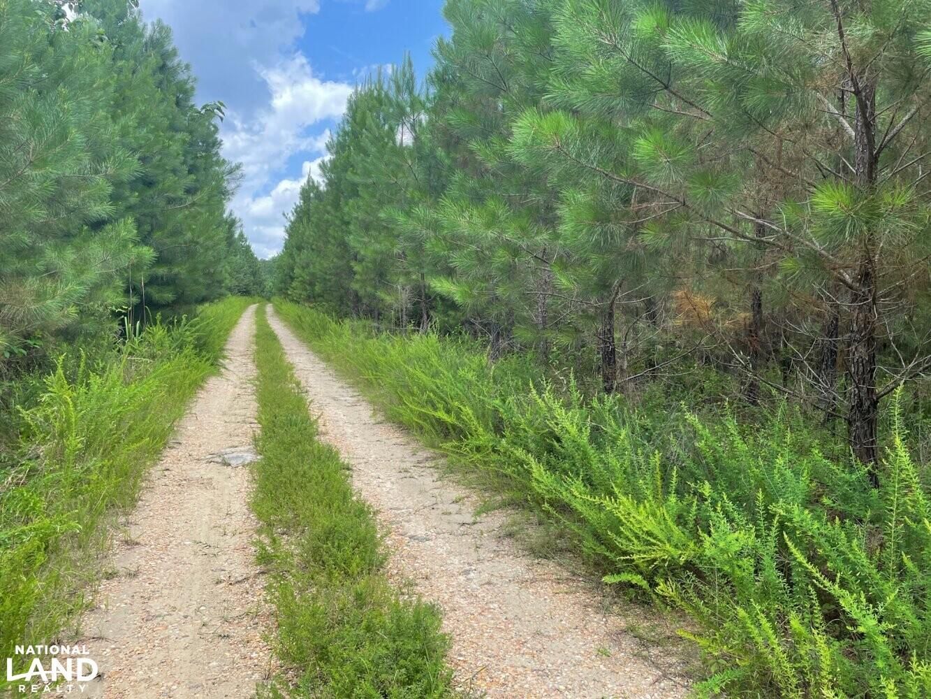 0 CO RD 8, Double Springs, AL 35553 Land and Farm