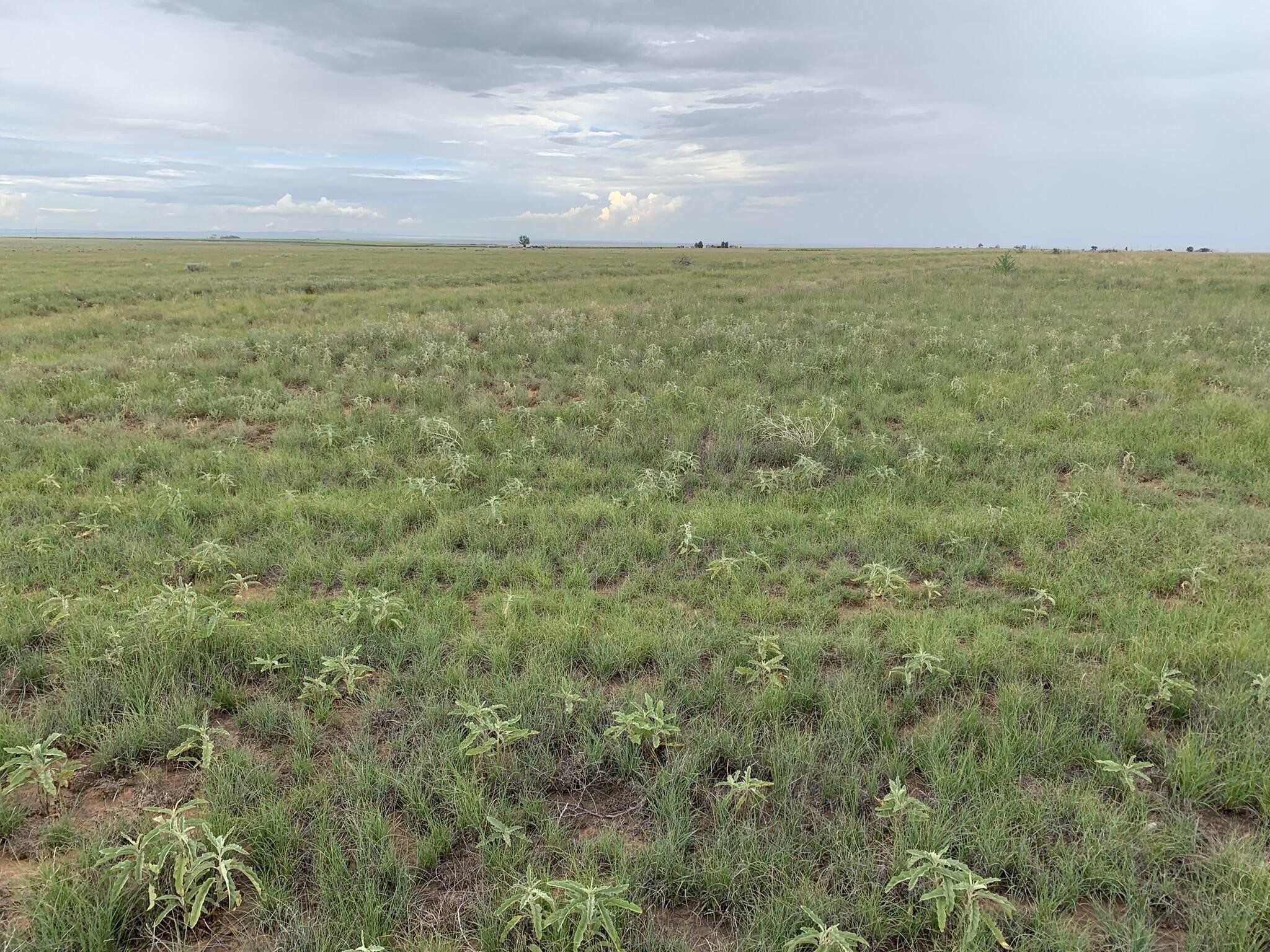 40 Acres, 000 Bluegrass Road, Estancia, NM 87016 Land and Farm