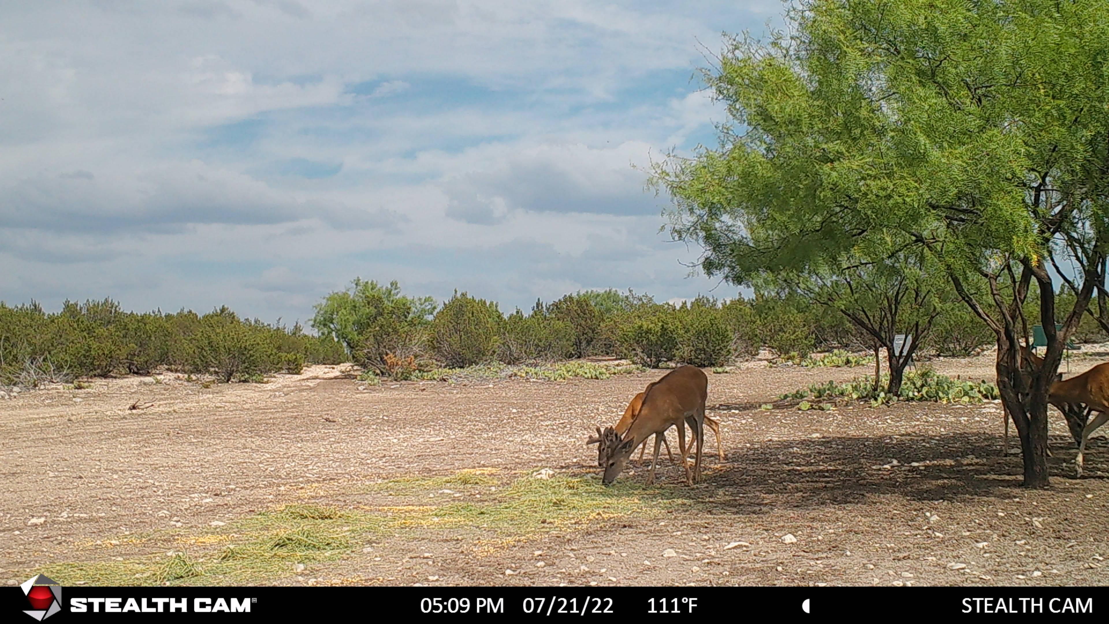 400.81 Acres, 189 Juno Hwy, Sonora, TX 76950 Land and Farm