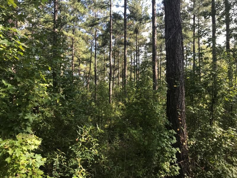 Hwy 51, Osyka, MS Osyka, MS, Osyka, MS 39657 Land and Farm