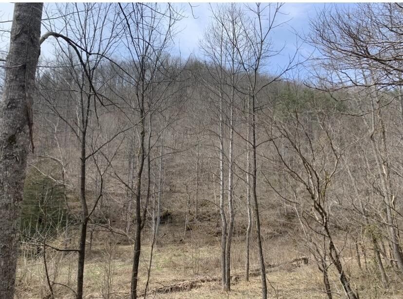26.2 Acres, 0000 Left Fork of Mills Creek Road, Flat Lick, KY 40935