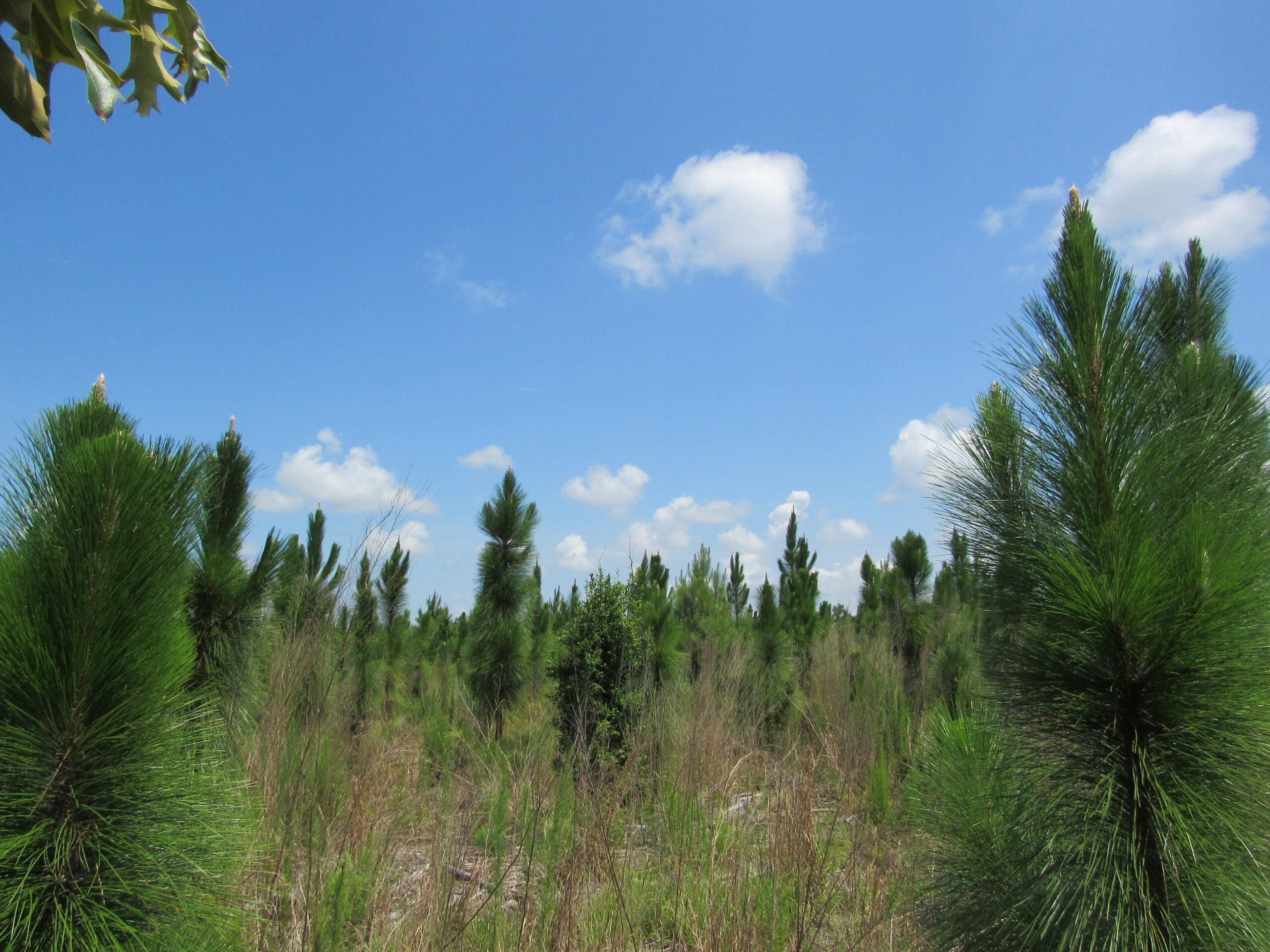 20 Acres, Aiken County, South Carolina, Aiken, SC 29801 Land and Farm