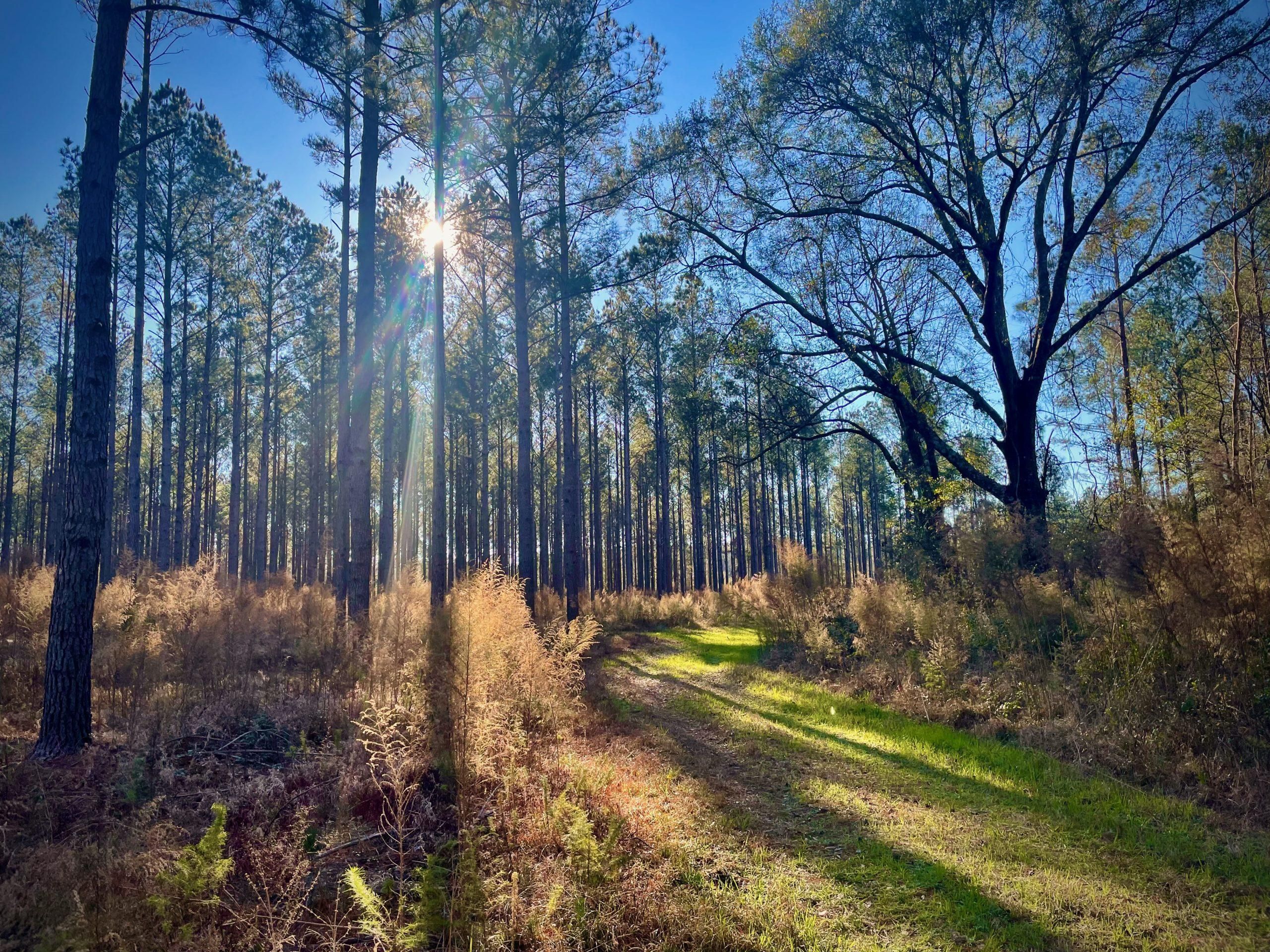 Hampton County, South Carolina, Furman, SC 29921 Land and Farm