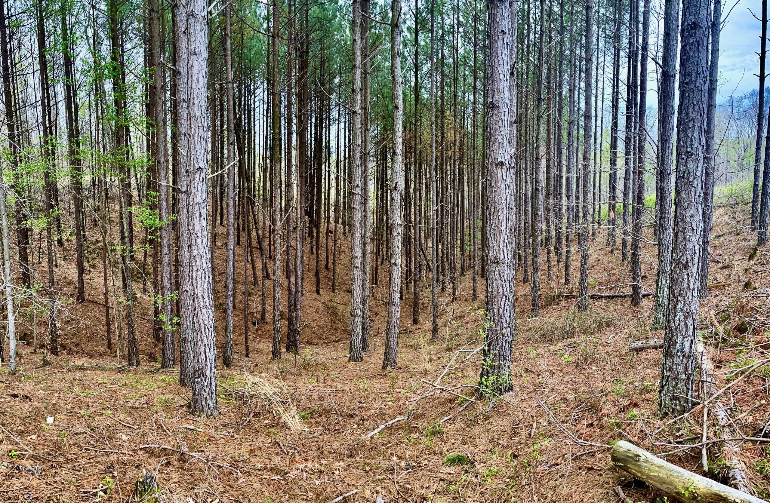 Houston County, Tennessee, Erin, TN 37061 Land and Farm