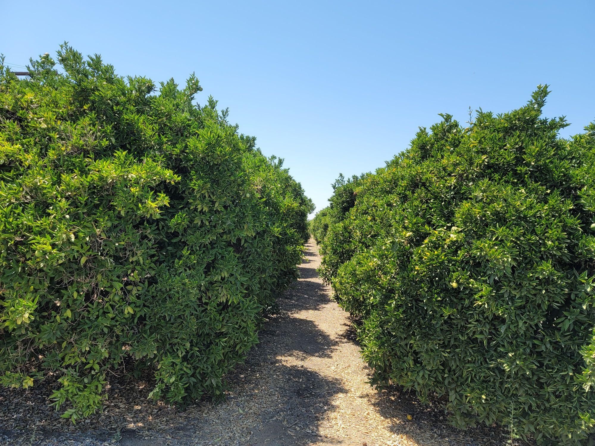 100 acres in Ducor, CA, 93218 Land and Farm