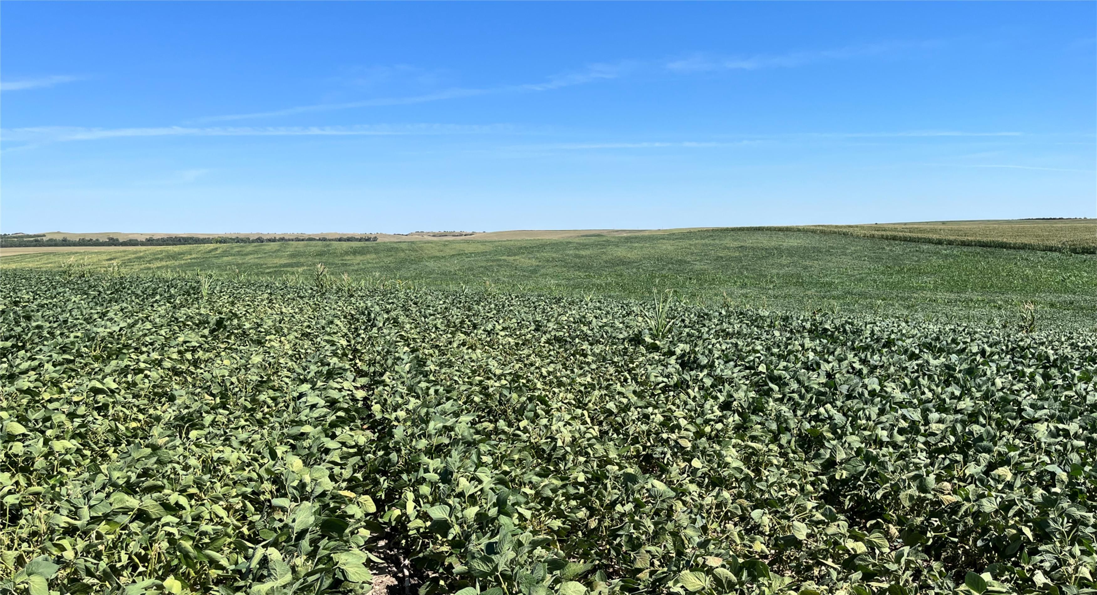 88 Acres, Arnold, NE 69120 Land and Farm