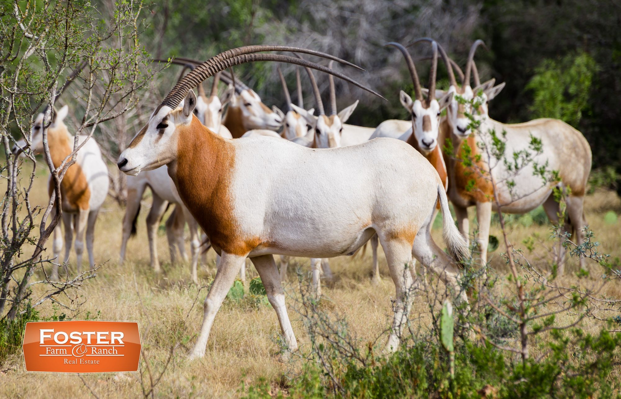 1,163 Acres, Abilene, TX 79601 Land and Farm