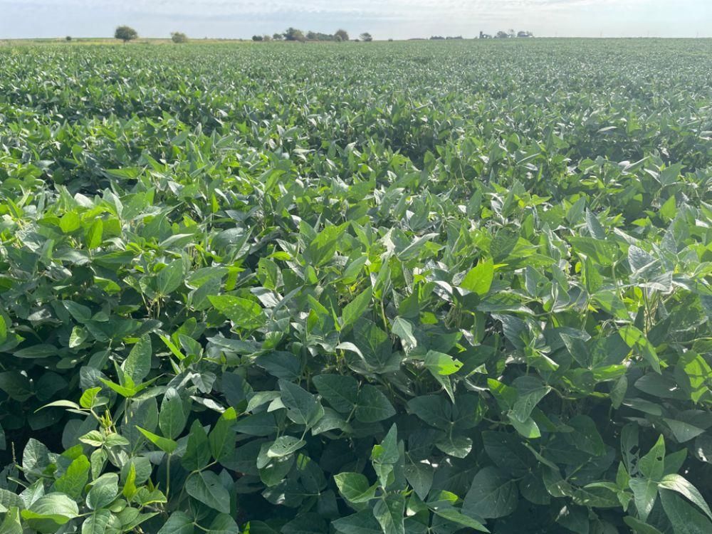 160.1 Acres, Wellington, KS Land and Farm