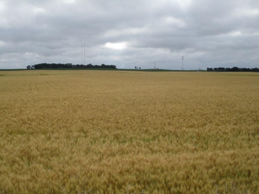 80 Acres, Peak, ND Land and Farm