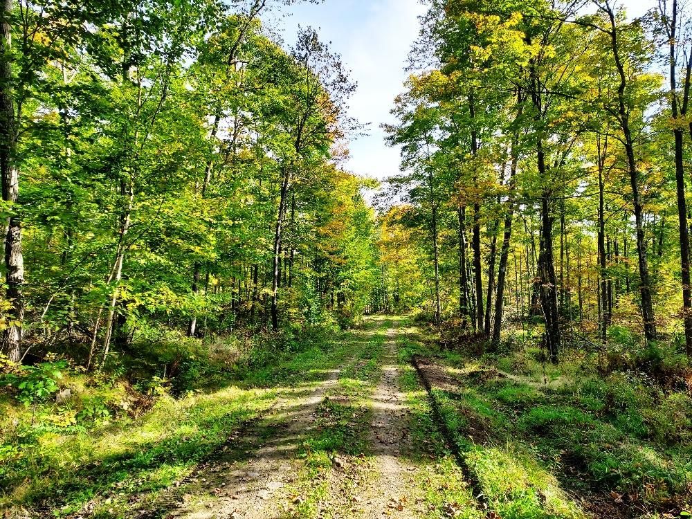 5 Acres, Wisconsin 52, Pickerel, WI 54465 Land and Farm