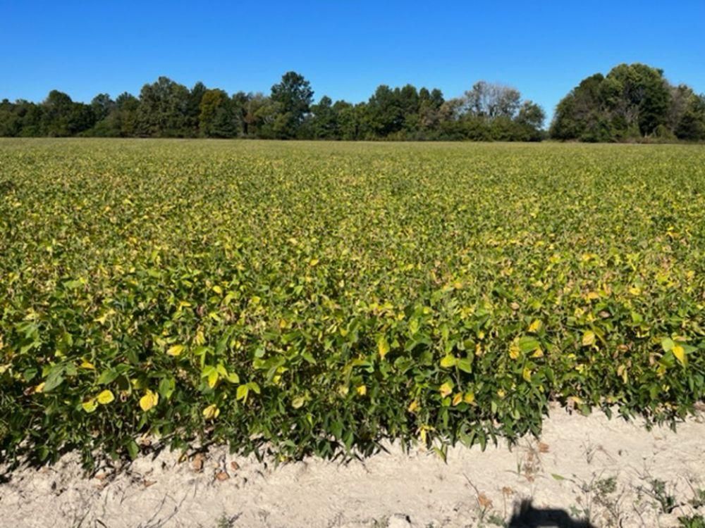 168.96 Acres, Poplar Bluff, MO Land and Farm