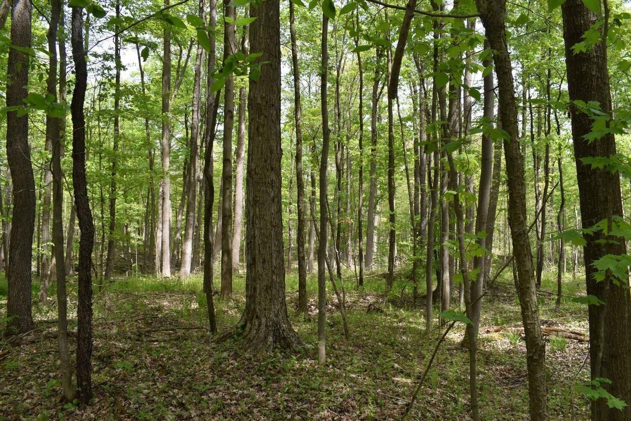 77 Acres, Old Chautauqua Road, Gerry, NY 14740 Land and Farm